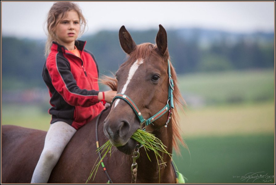 Asbach Fohlenshow 2014 070